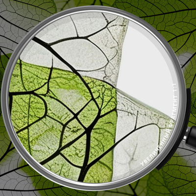 прозрачные зеленые листья