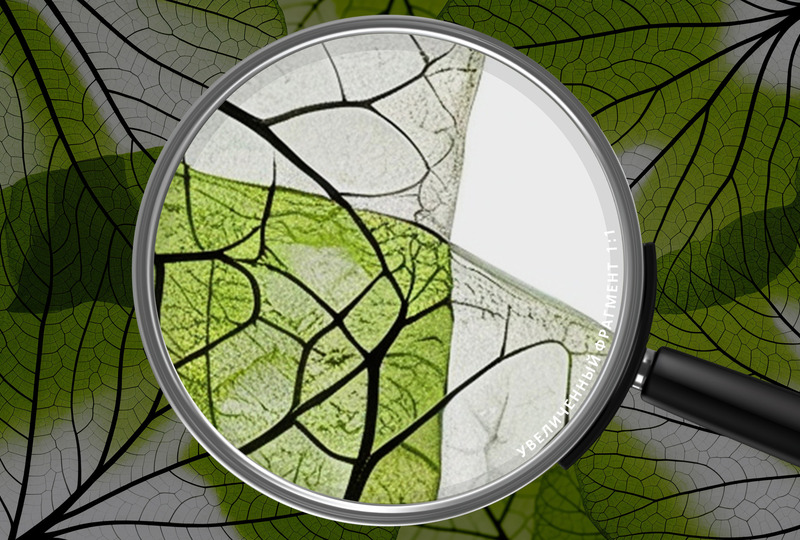 прозрачные зеленые листья