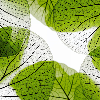 прозрачные зеленые листья