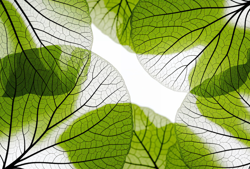 прозрачные зеленые листья