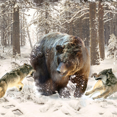 Атака волков на медведя