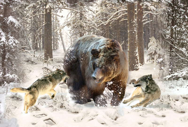 Атака волков на медведя