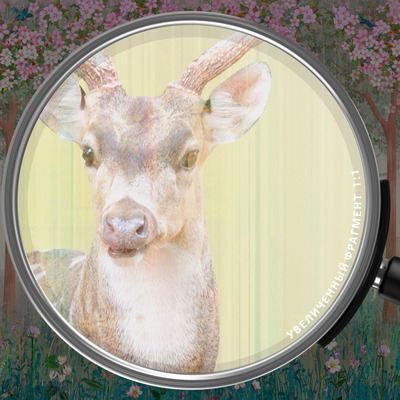 Лесной молчаливый закат