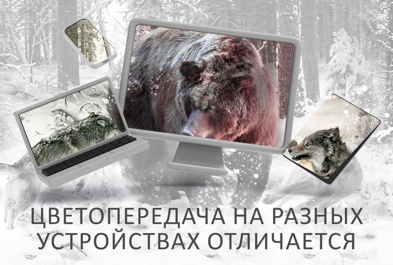 Атака волков на медведя