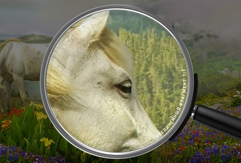 Лошади у цветочного озера