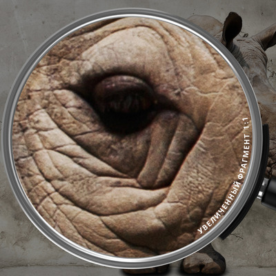 Рожденный в трещине стены